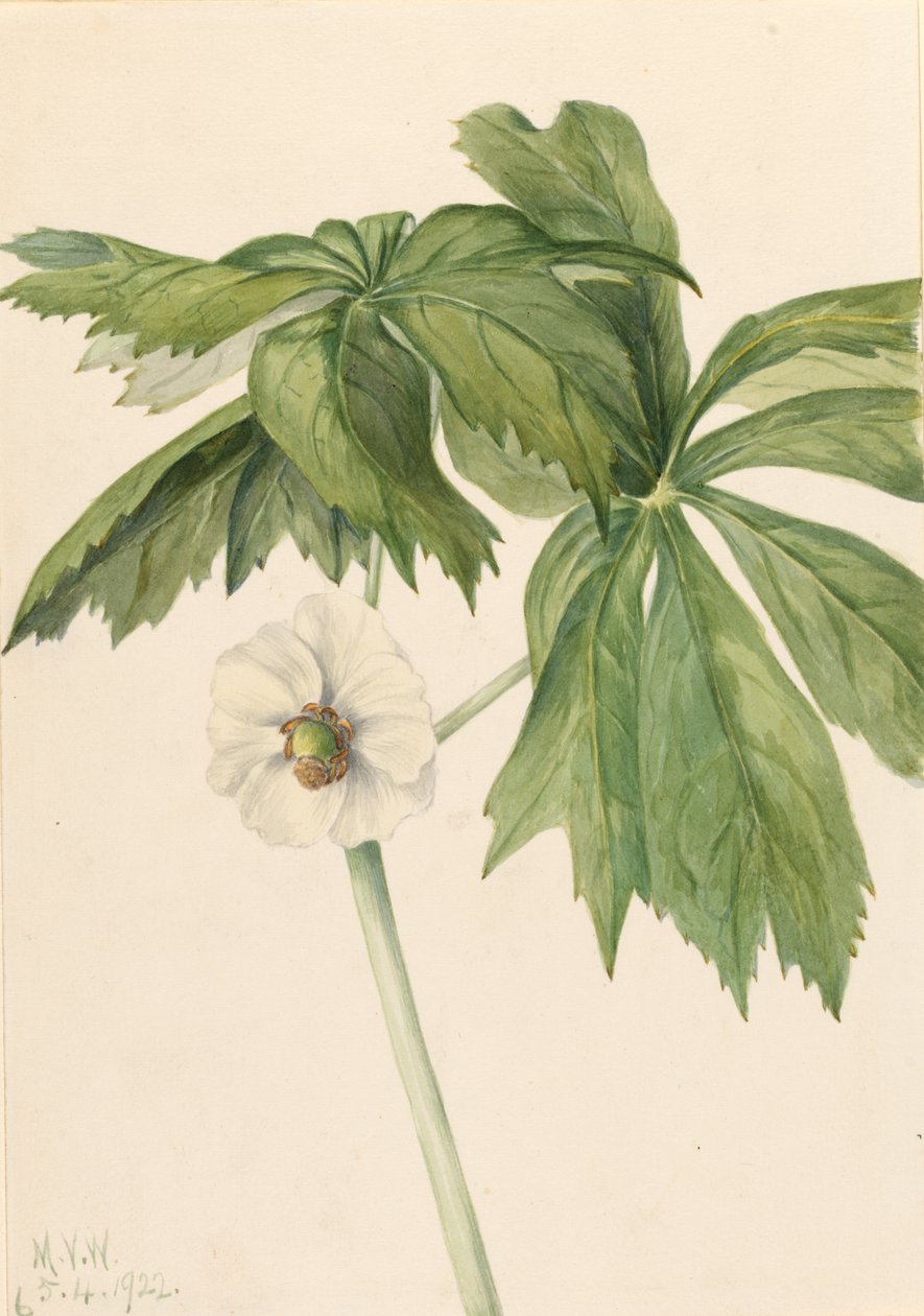 Maiapfel (Podophyllum peltatum) von Mary Vaux Walcott
