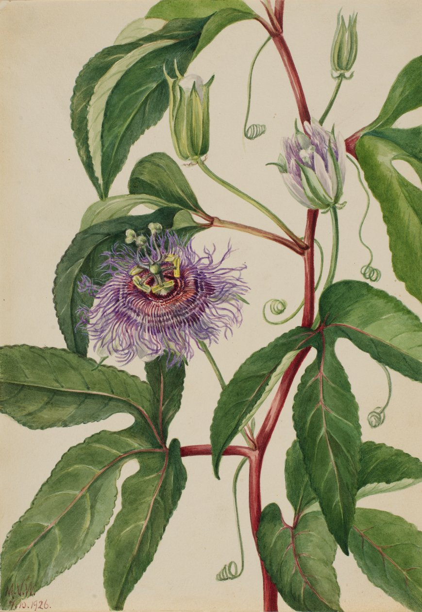 Maypop Passiflora incarnata, 1926 von Mary Vaux Walcott