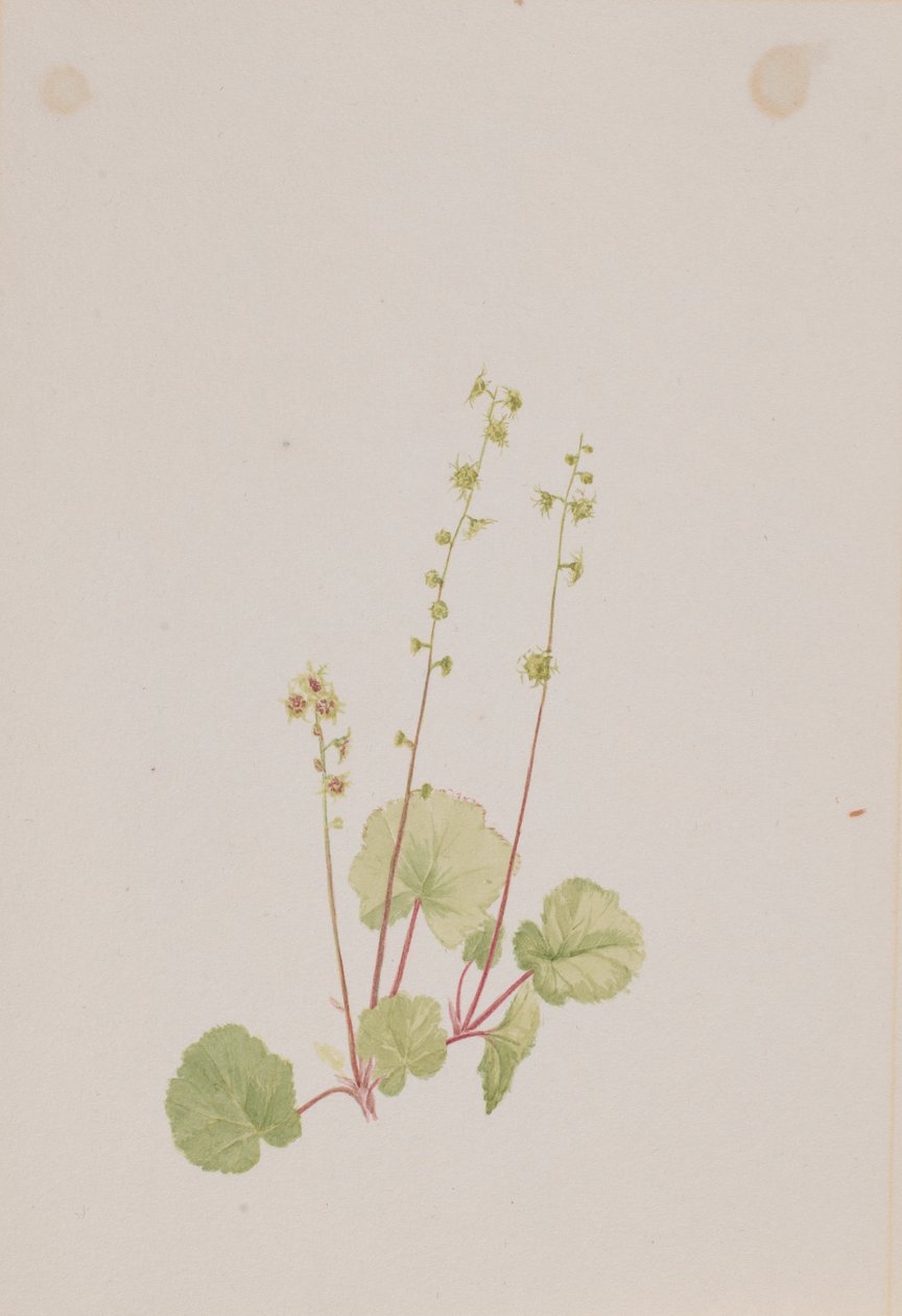 Mitella nuda von Mary Vaux Walcott