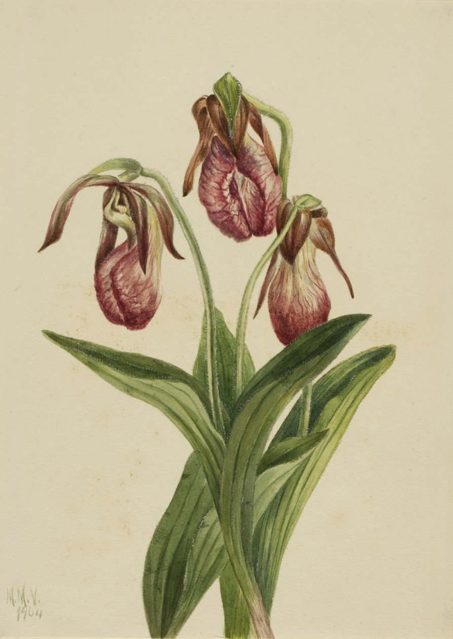 Mokassinblume (Cypripedium acaule) von Mary Vaux Walcott