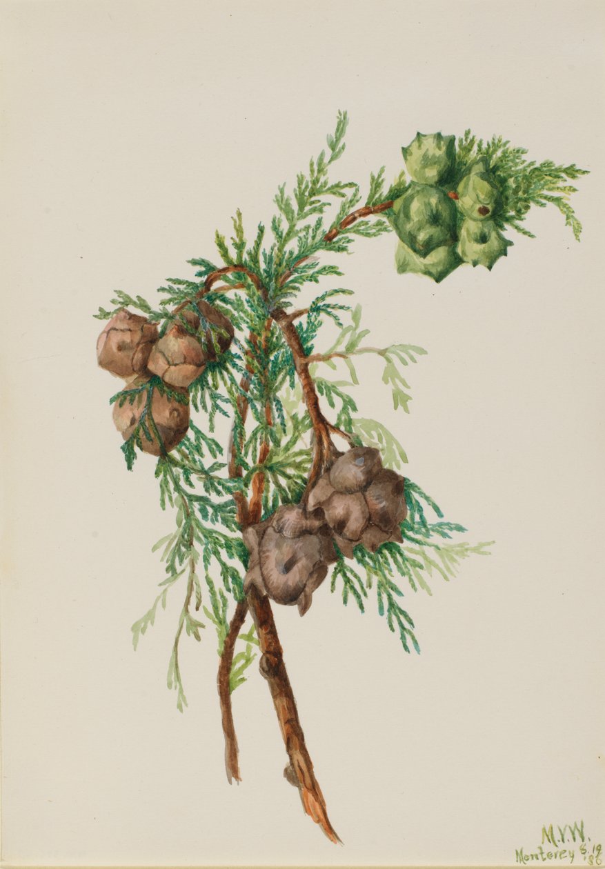 Monterey-Zypresse (Cupressus macrocarpa) von Mary Vaux Walcott