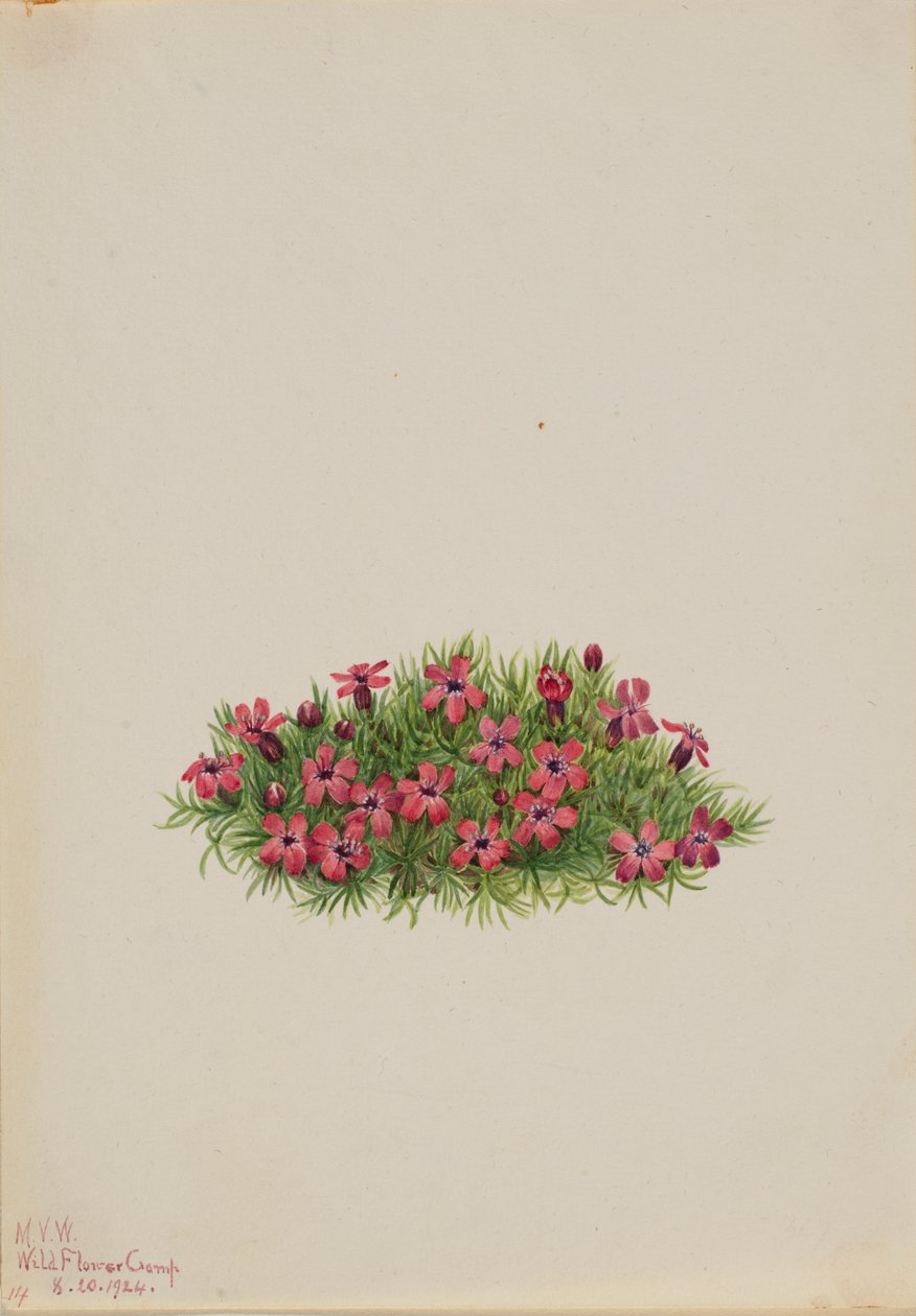 Moos-Steinbrech (Silene acaulis) von Mary Vaux Walcott