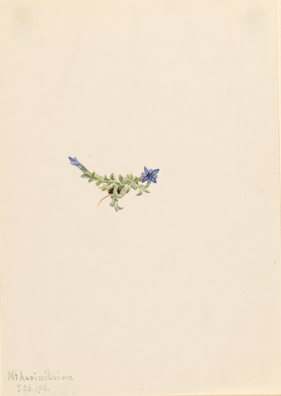 Moos-Enzian (Gentiana prostrata) von Mary Vaux Walcott
