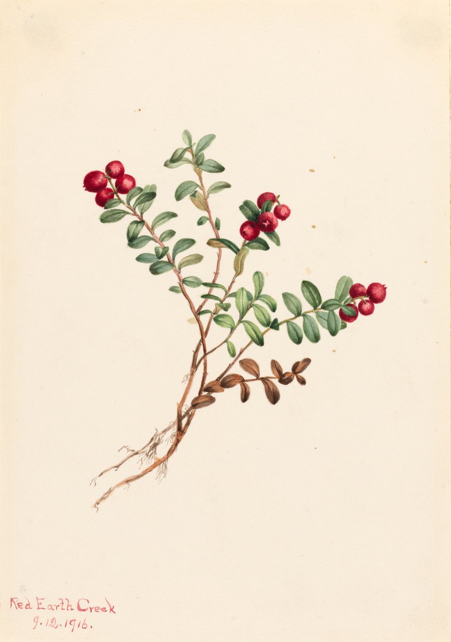 Bergpreiselbeere Vaccinium vitis-idaea minus, 1916 von Mary Vaux Walcott