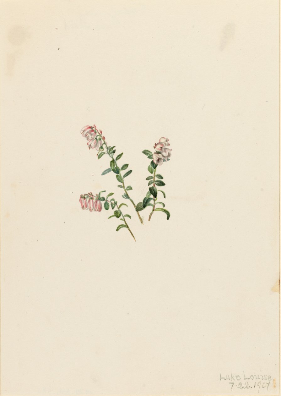 Preiselbeere Vaccinium vitisidaea minus von Mary Vaux Walcott
