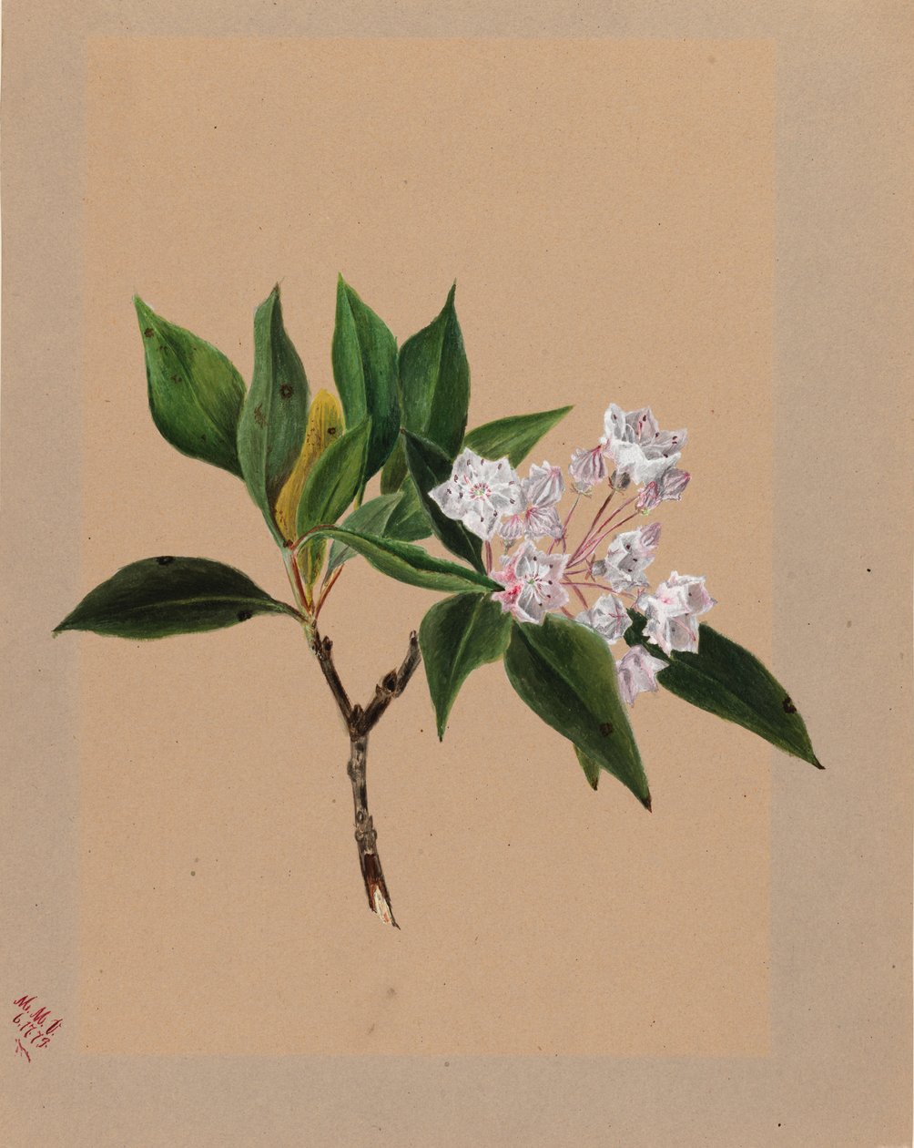 Berglorbeer (Kalmia latifolia) von Mary Vaux Walcott