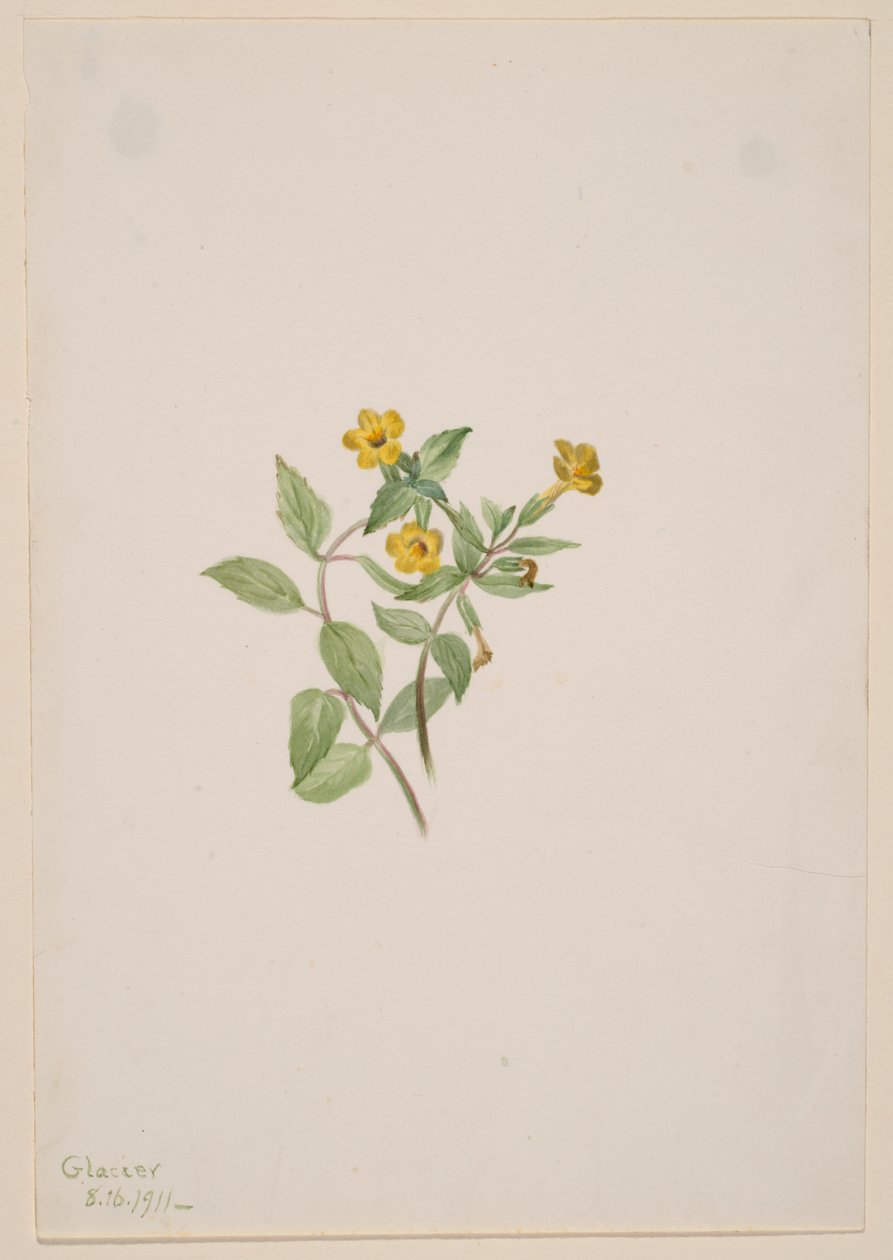 Moschusblume (Mimulus moschatus) von Mary Vaux Walcott
