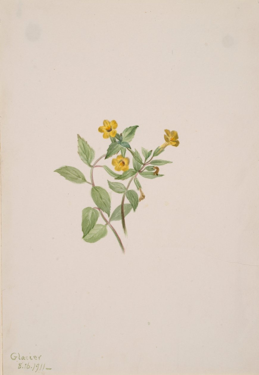 Moschusblume Mimulus moschatus, 1911 von Mary Vaux Walcott