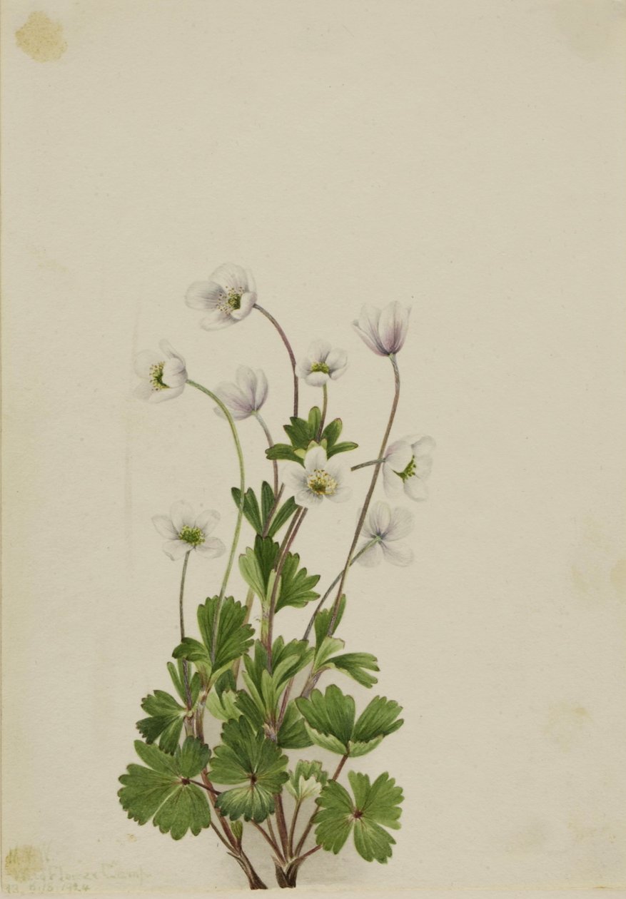 Nördliche Anemone (Anemone parviflora) von Mary Vaux Walcott