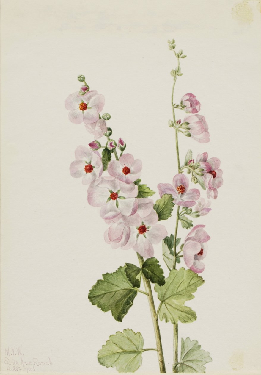 Orange-Augen-Kugelmalve (Sphaeralcea davidsonii) von Mary Vaux Walcott