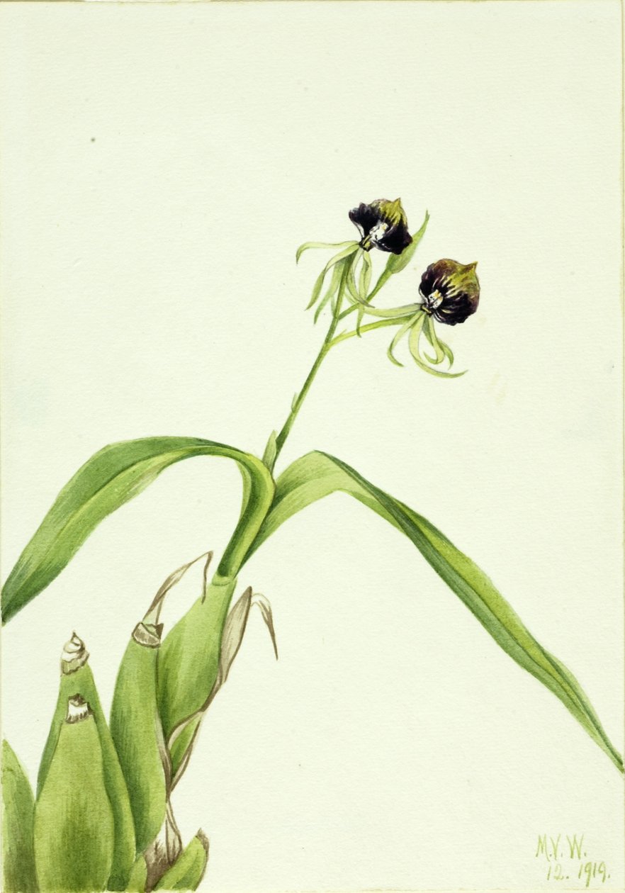 Orchidee (Epidendrum cochleatum) von Mary Vaux Walcott