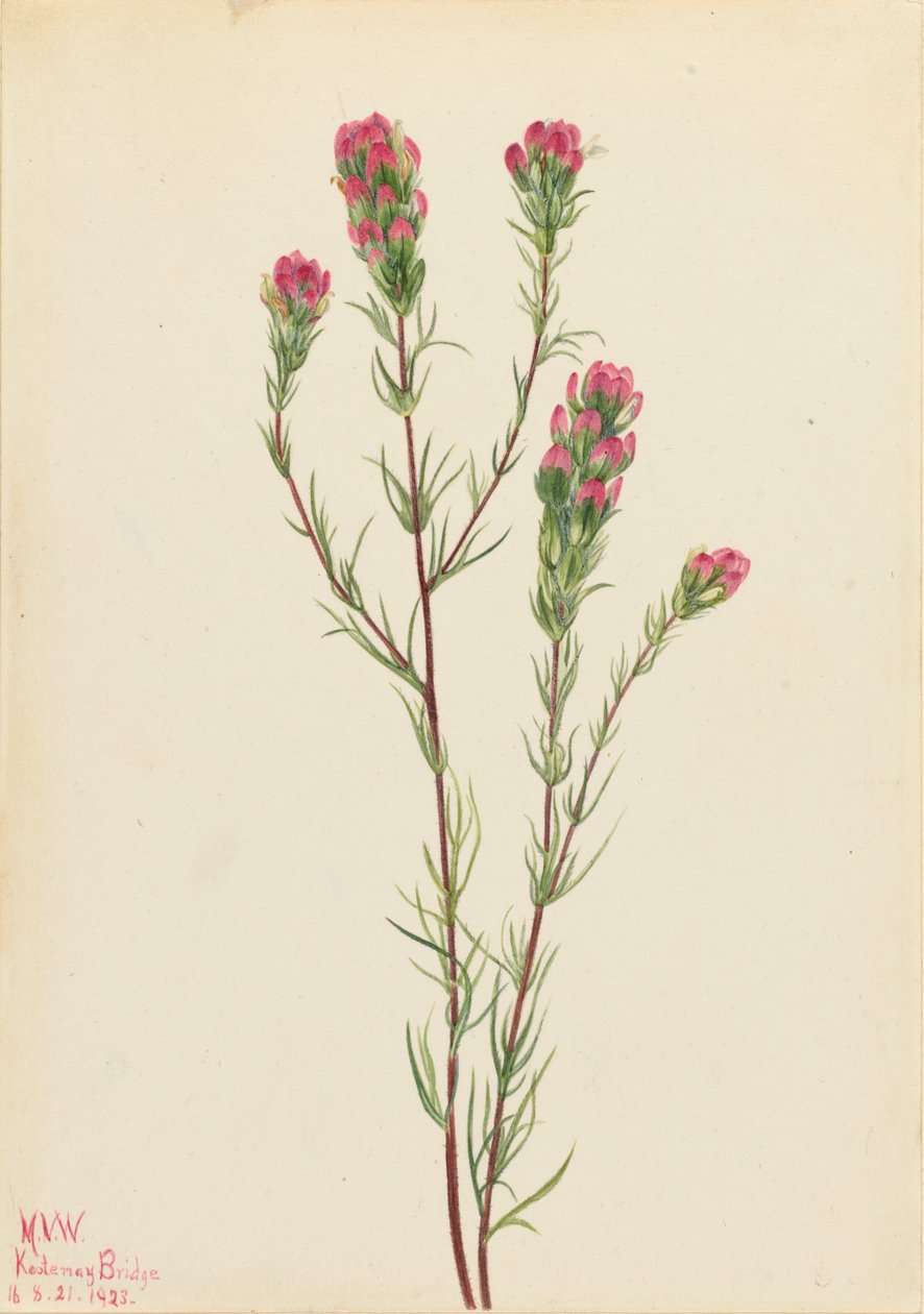 Eulenklee Orthocarpus tenuifolius, 1923 von Mary Vaux Walcott