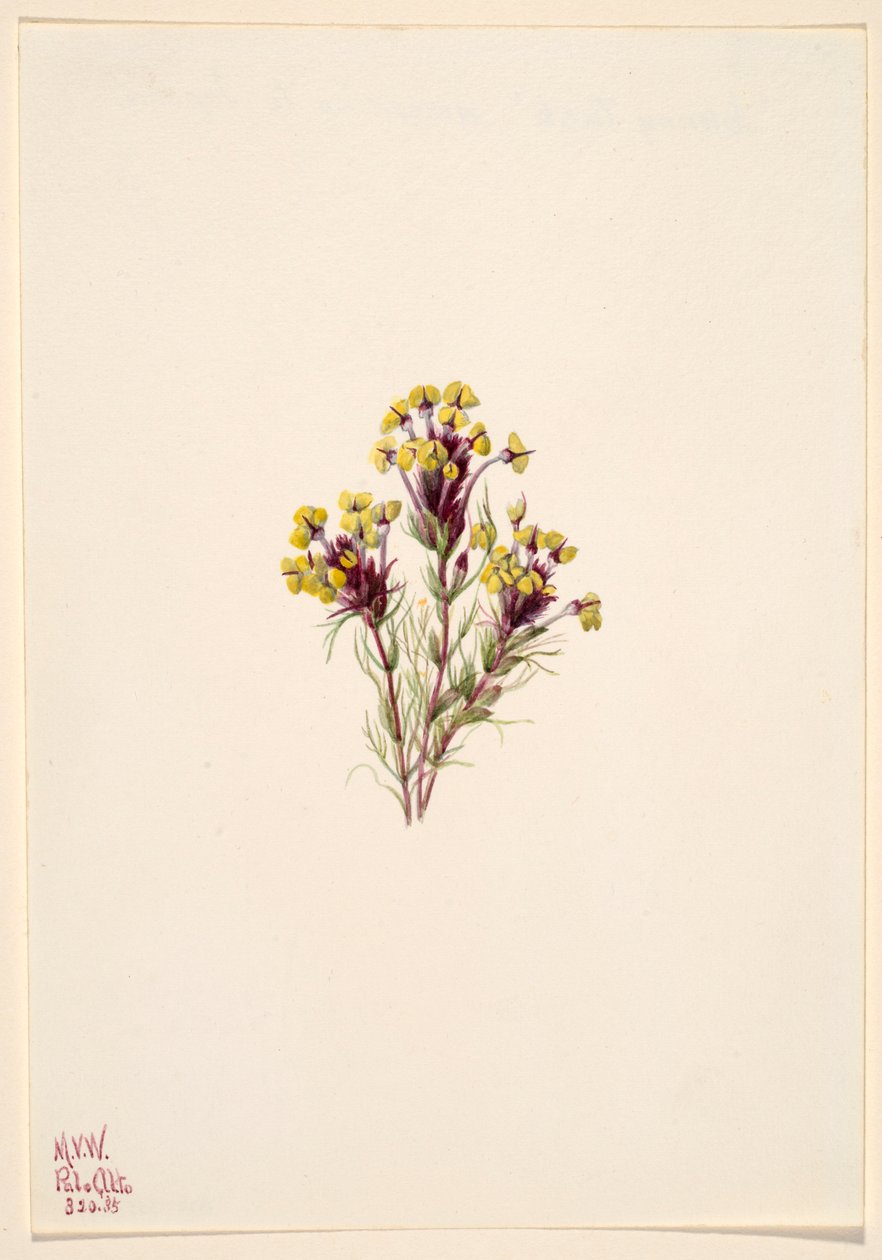 Eulen-Klee (Orthocarpus erianthus) von Mary Vaux Walcott
