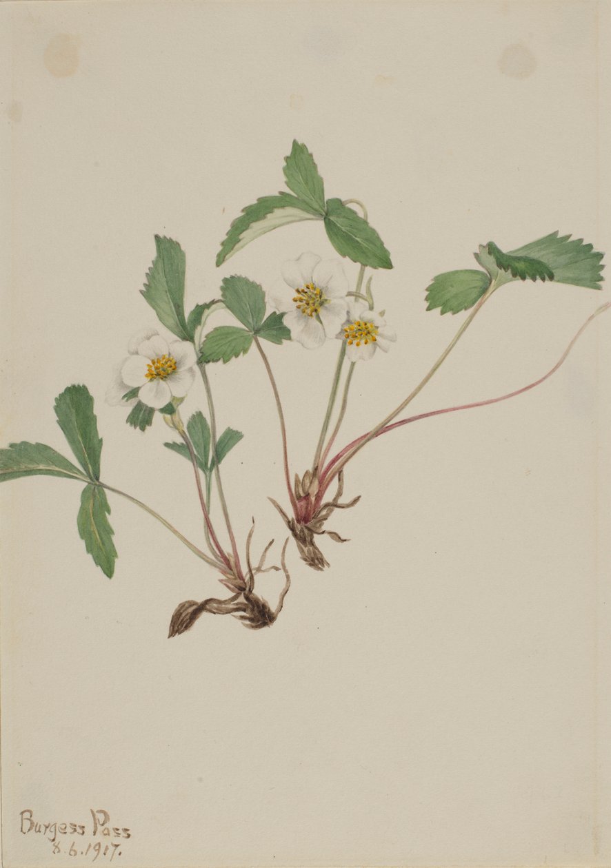Blasse Erdbeere (Fragaria glauca) von Mary Vaux Walcott