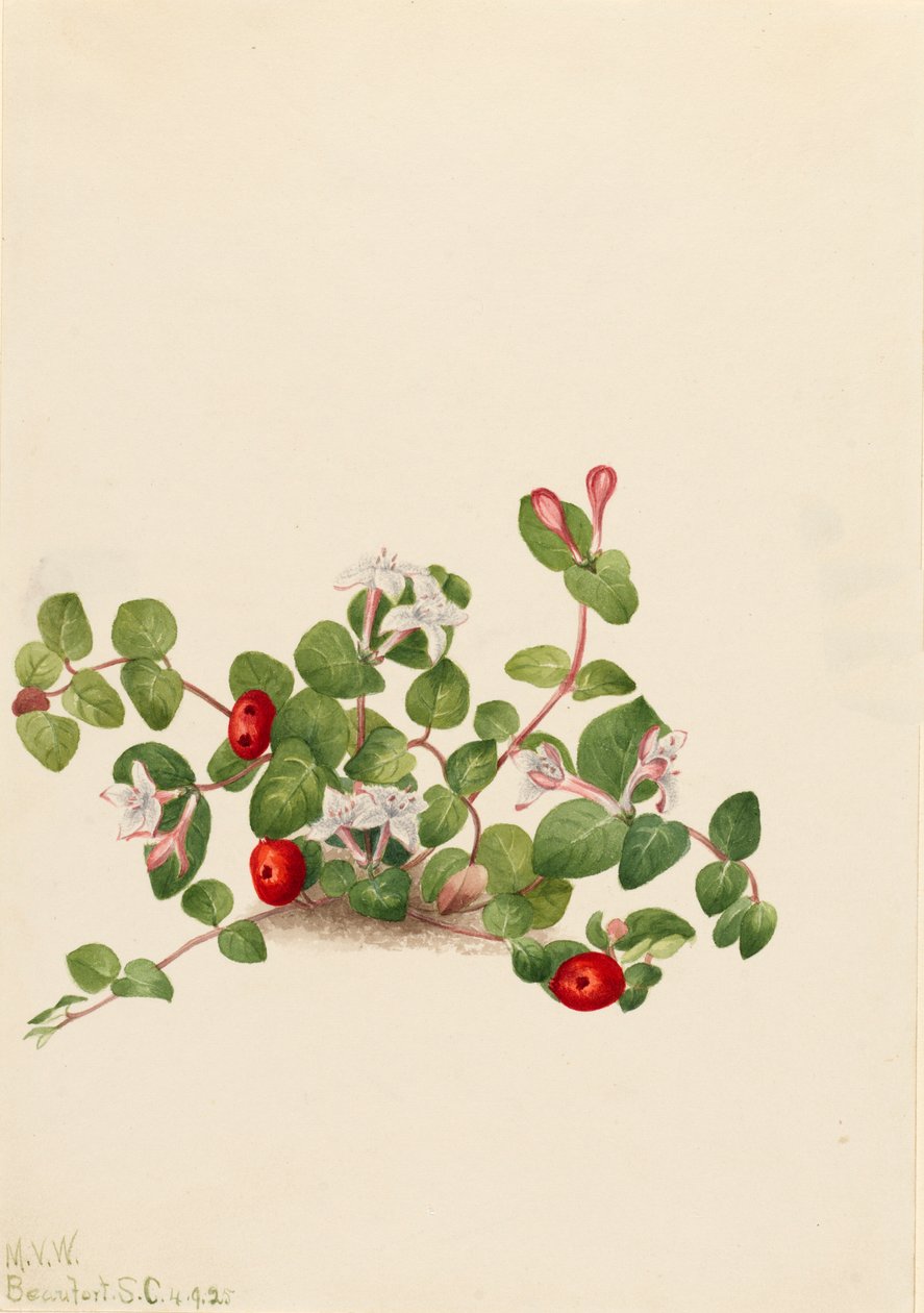 Partridgeberry Mitchella repens von Mary Vaux Walcott