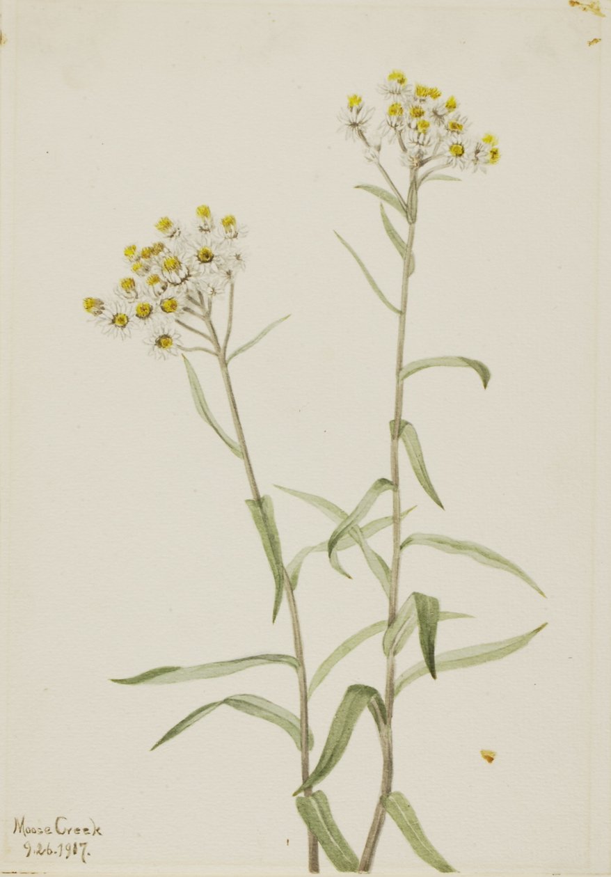 Perlen-Strohblume (Anaphalis margaritacea) von Mary Vaux Walcott