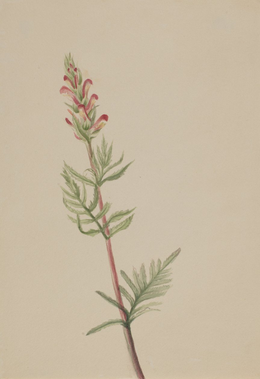 Pedicularis bracteosa von Mary Vaux Walcott