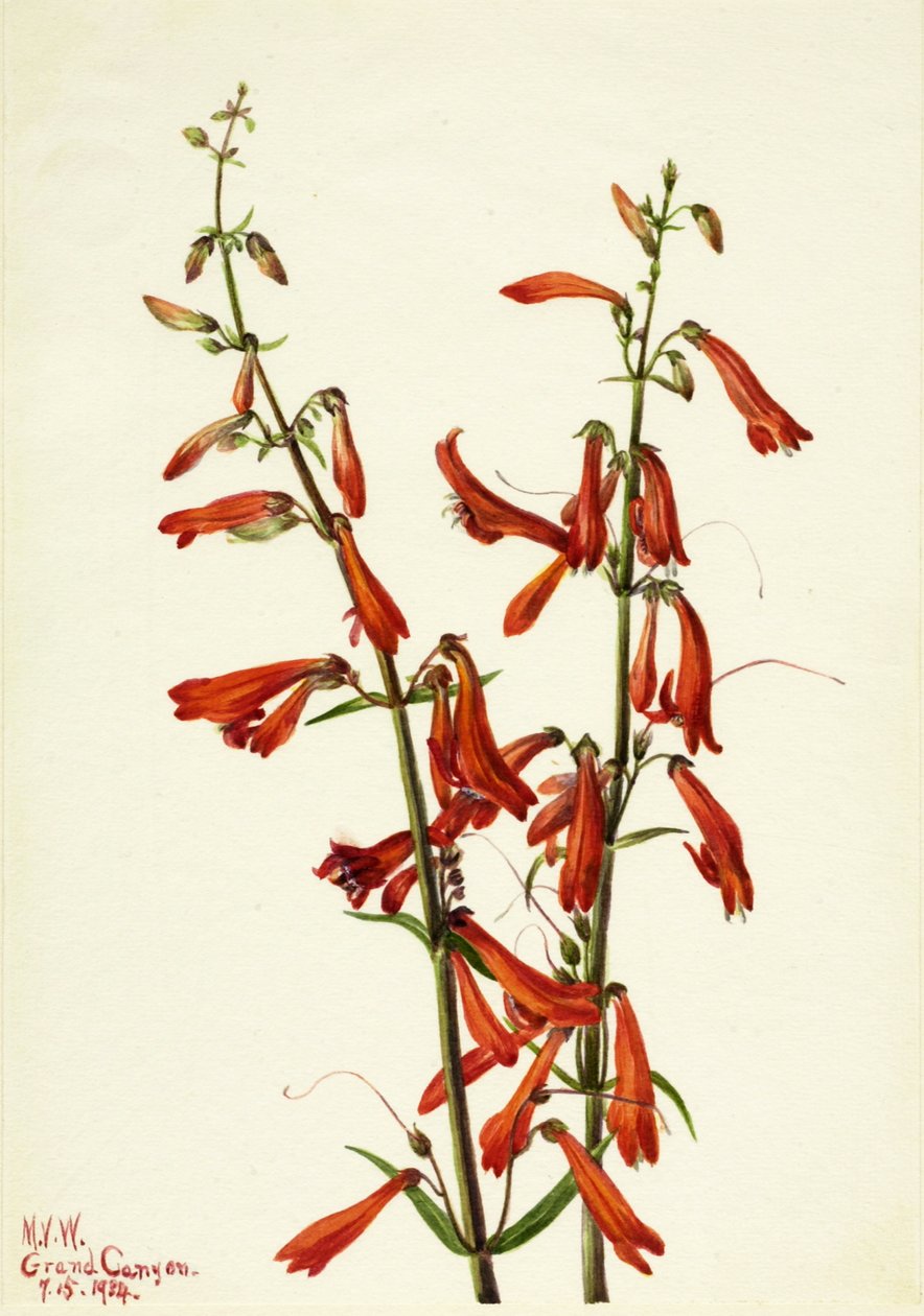 Bartfaden (Pentstemon barbatus), 1934 von Mary Vaux Walcott