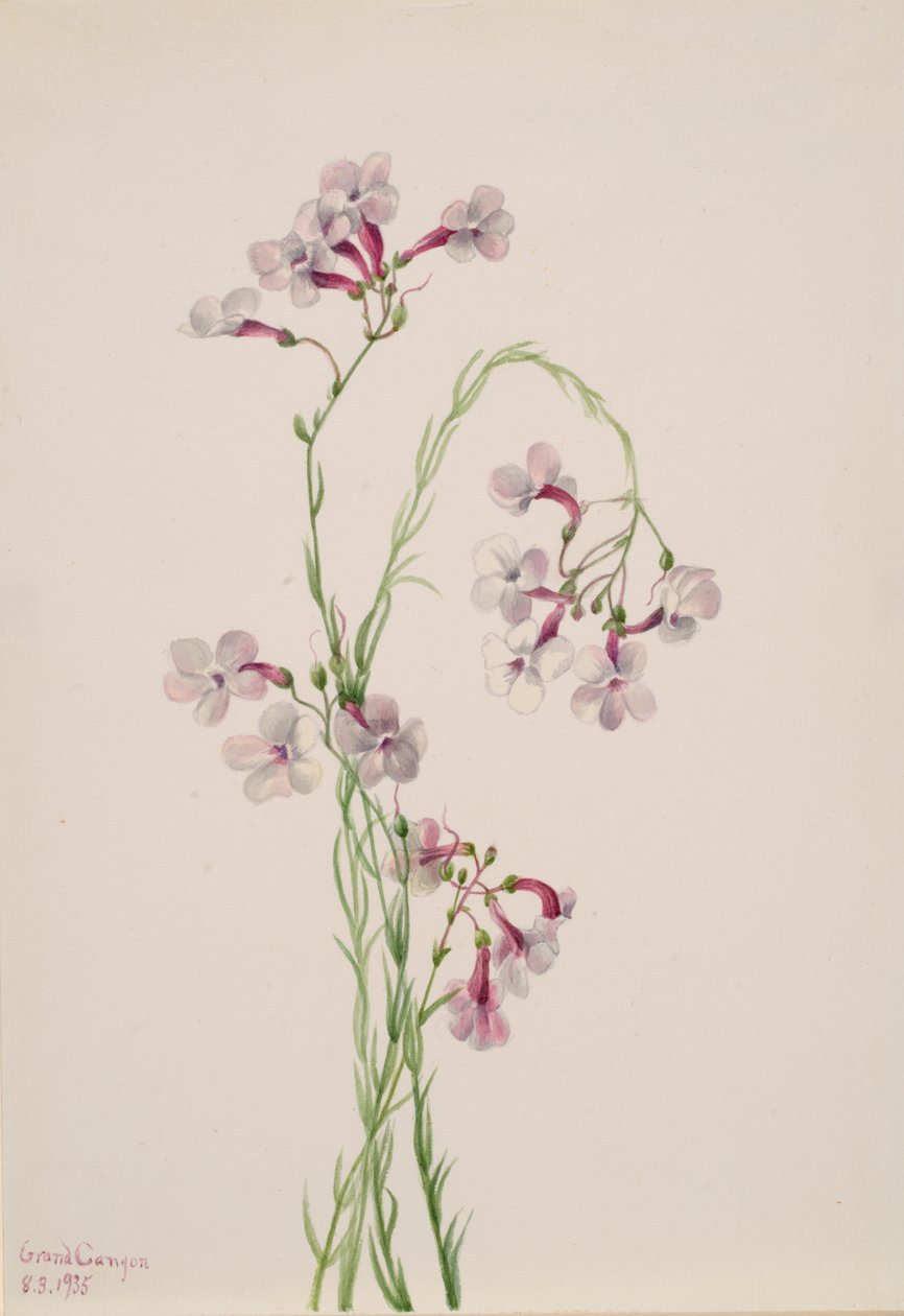Pentstemon ambiguus von Mary Vaux Walcott