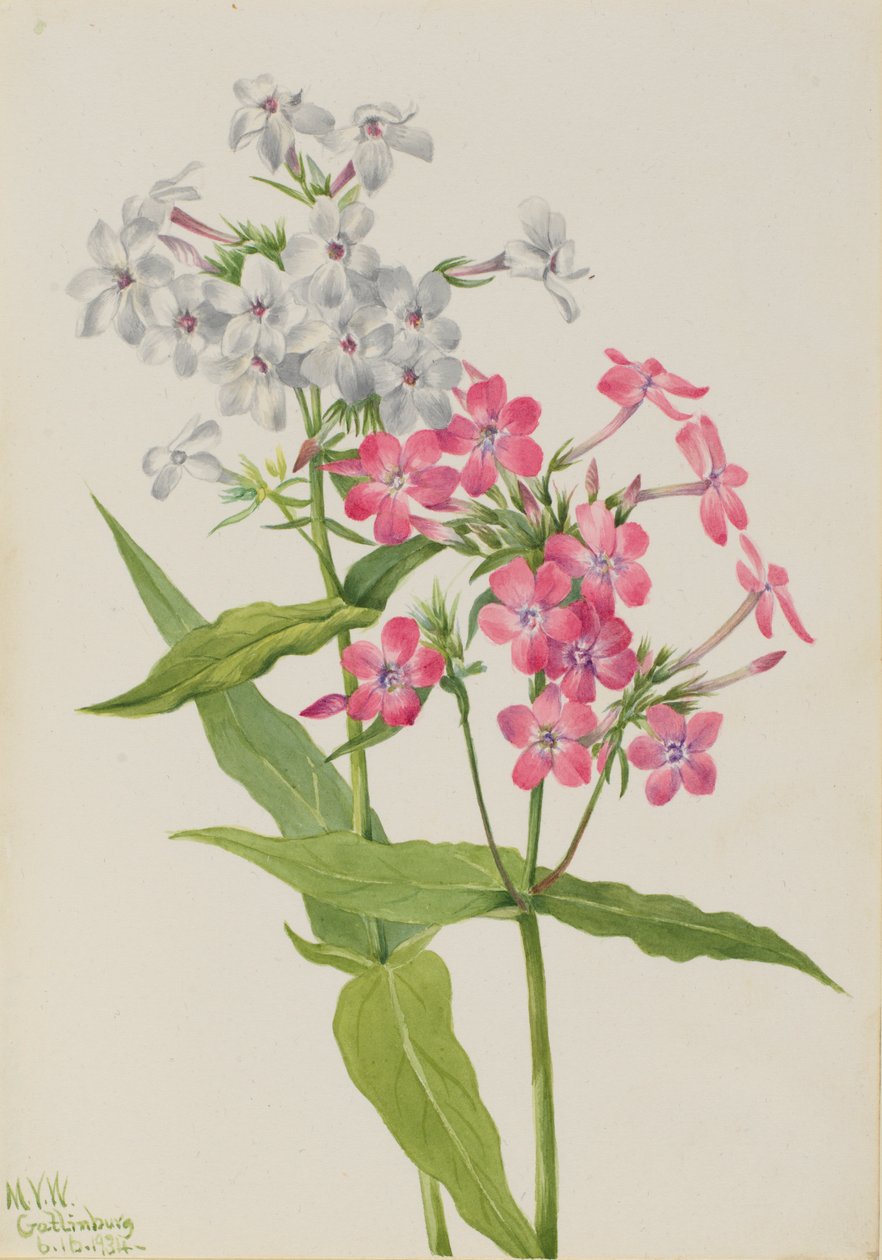 Stauden-Phlox (Phlox paniculata) von Mary Vaux Walcott