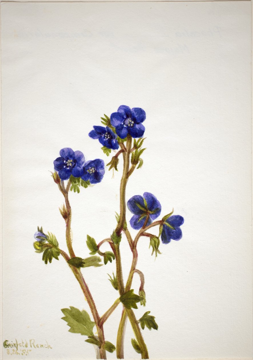 Phacelia (Phacelia parryi) von Mary Vaux Walcott