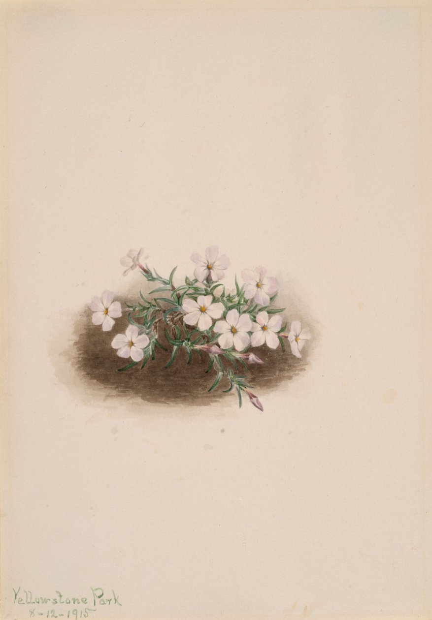 Phlox von Mary Vaux Walcott