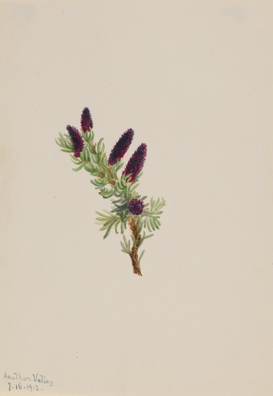 Picea engelmanni von Mary Vaux Walcott