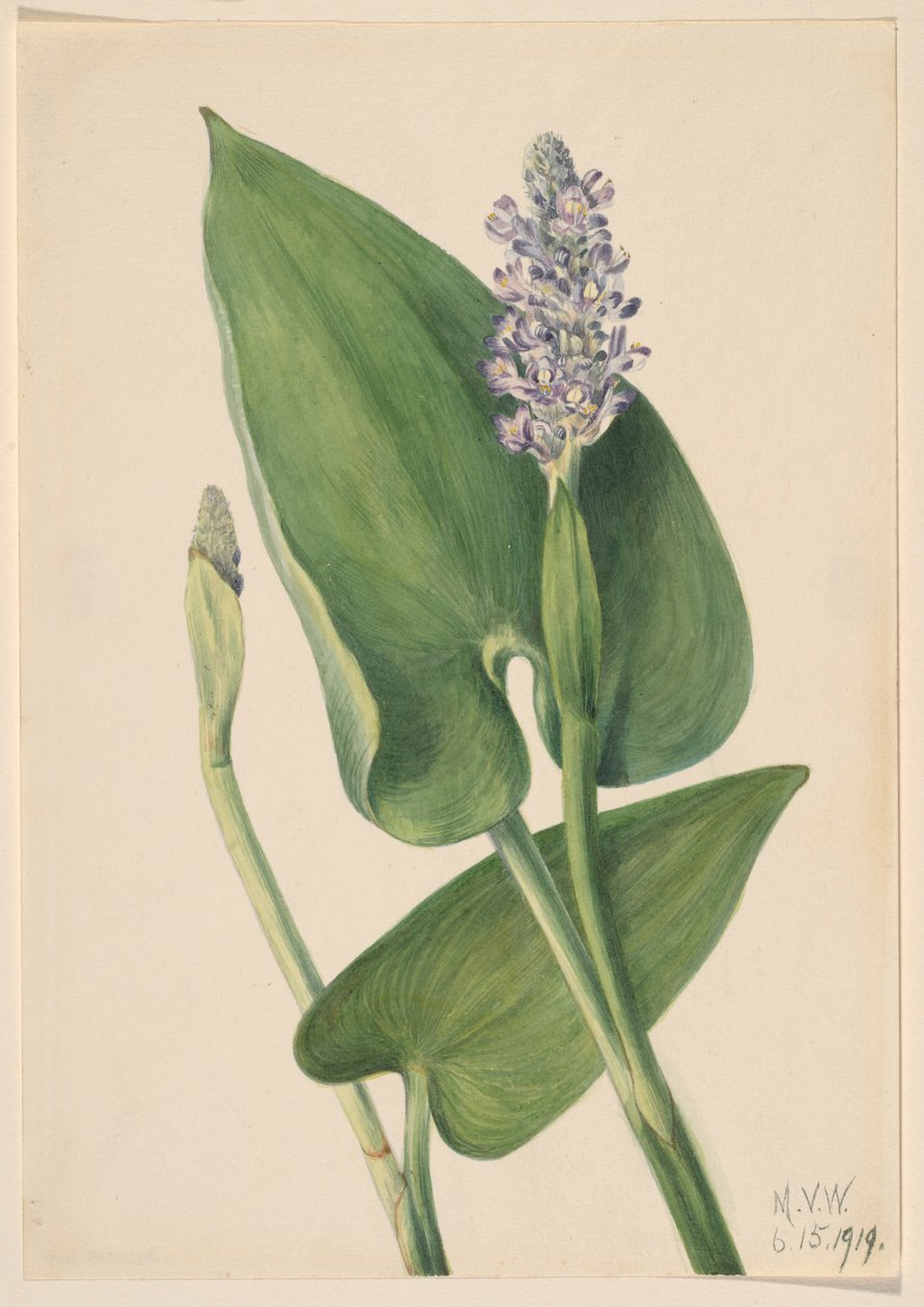 Hechtkraut (Pontederia cordata) von Mary Vaux Walcott
