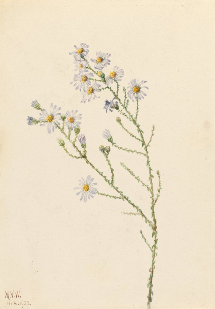 Pineland-Aster (Aster squarrosus) von Mary Vaux Walcott