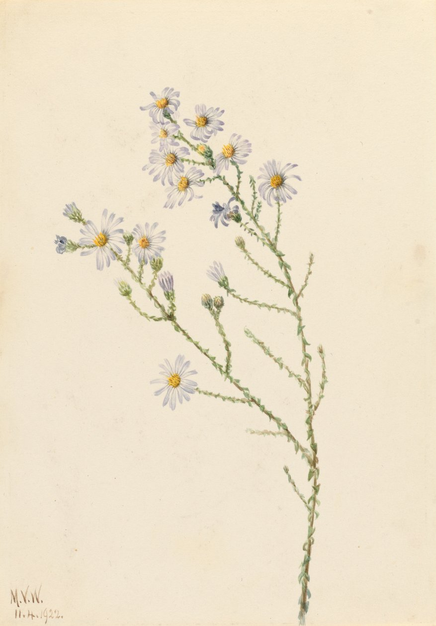 Pineland Aster Aster squarrosus, 1922 von Mary Vaux Walcott