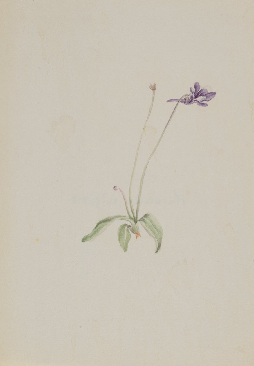 Pinguicula vulgaris von Mary Vaux Walcott