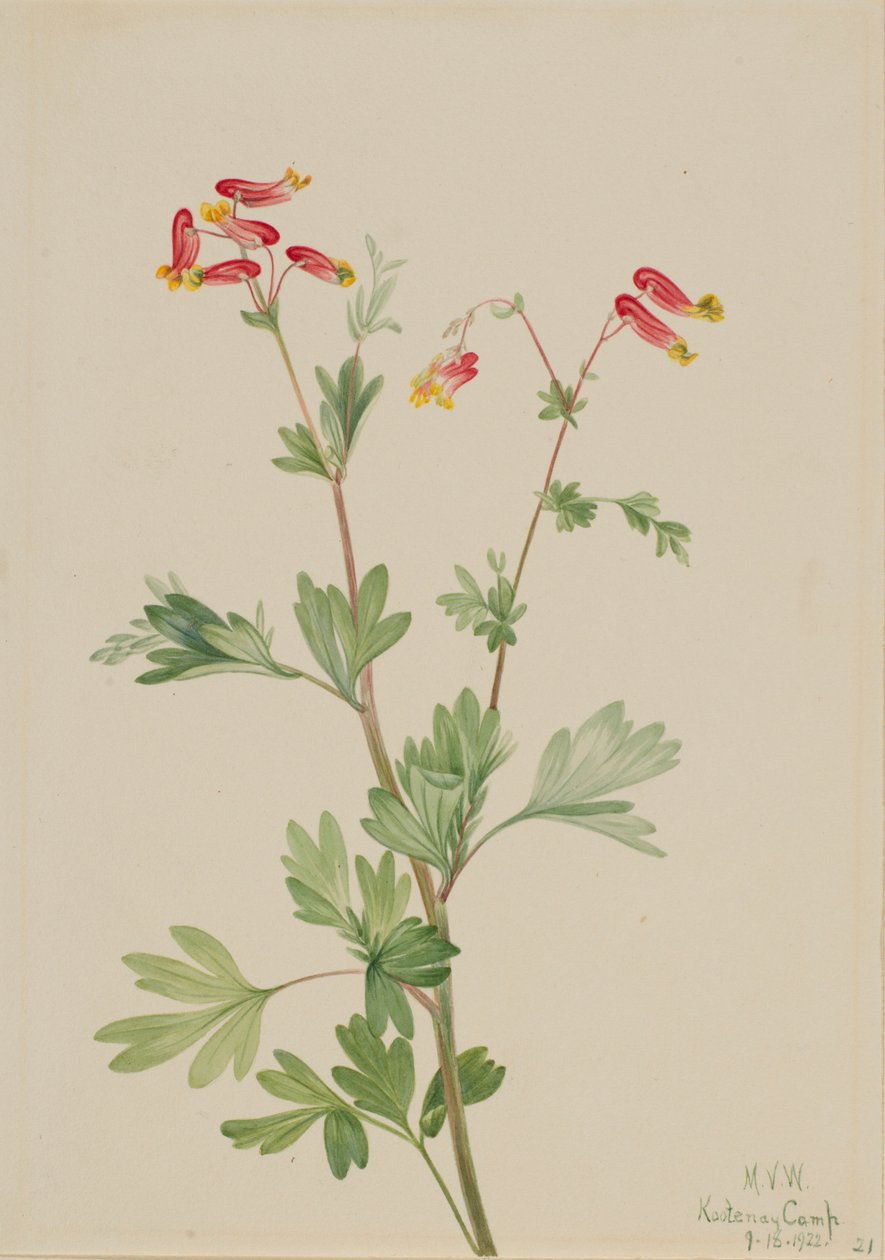 Rosa Rauchkraut (Capnoides sempervirens) von Mary Vaux Walcott