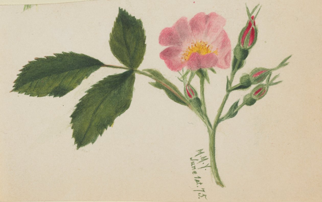 Rosa Rose von Mary Vaux Walcott