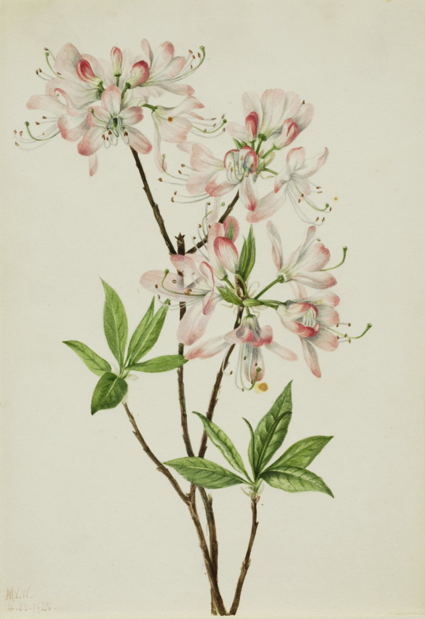 Pinkshell-Azalee Azalea vaseyi, 1925 von Mary Vaux Walcott