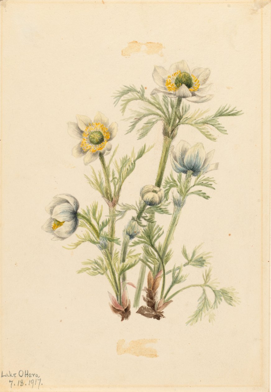 Küchenschelle (Pulsatilla occidentalis) von Mary Vaux Walcott