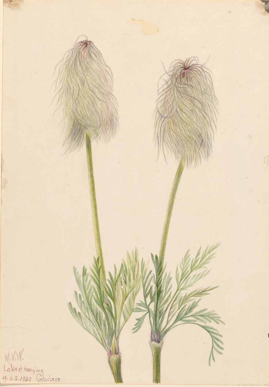 Federanemone (Pulsatilla occidentalis) von Mary Vaux Walcott