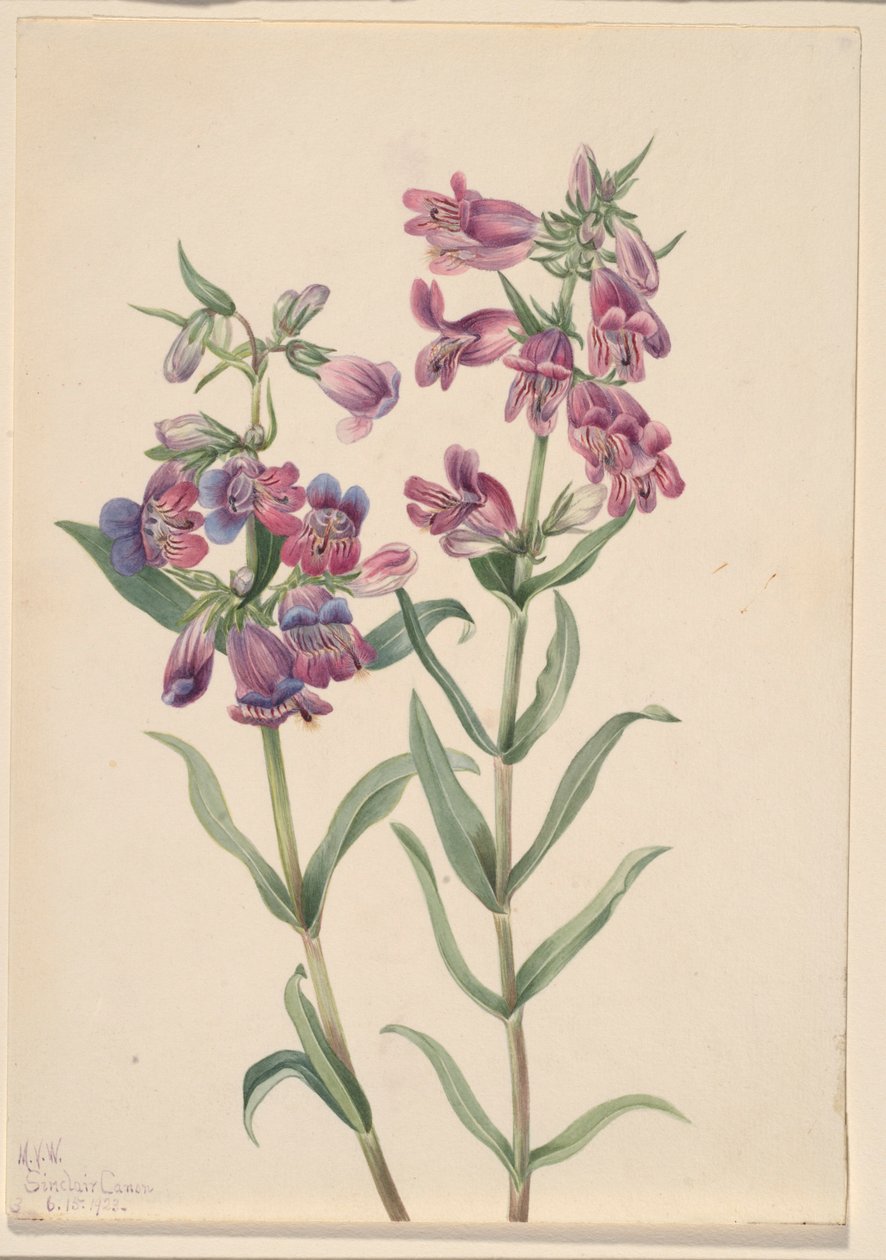 Prärie-Penstemon (Pentstemon erianthera) von Mary Vaux Walcott