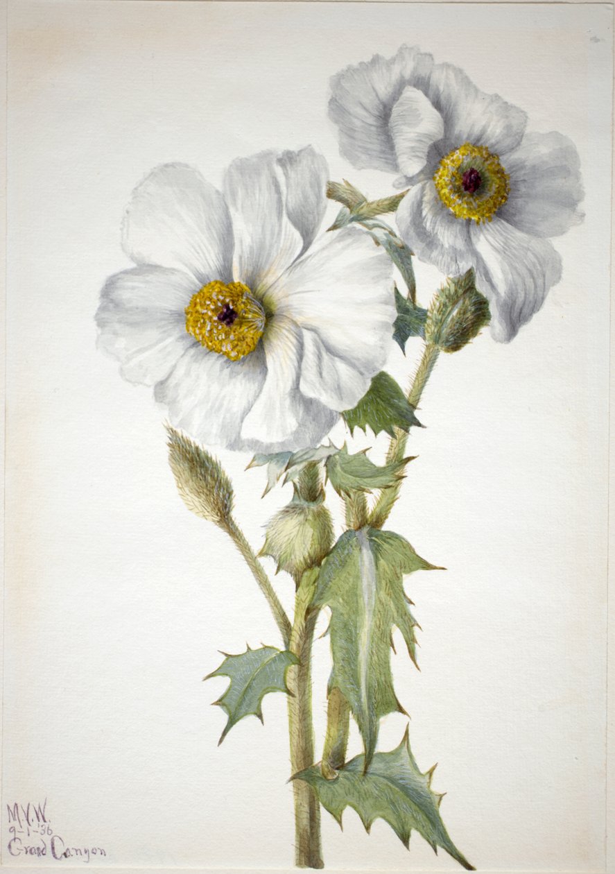 Stachelmohn Argemone hispeda, 1936 von Mary Vaux Walcott