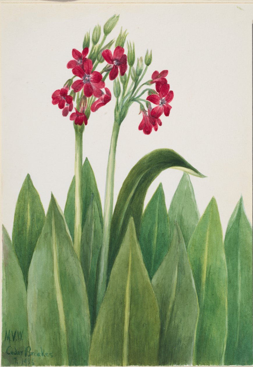 Primel (Primula parryi) von Mary Vaux Walcott