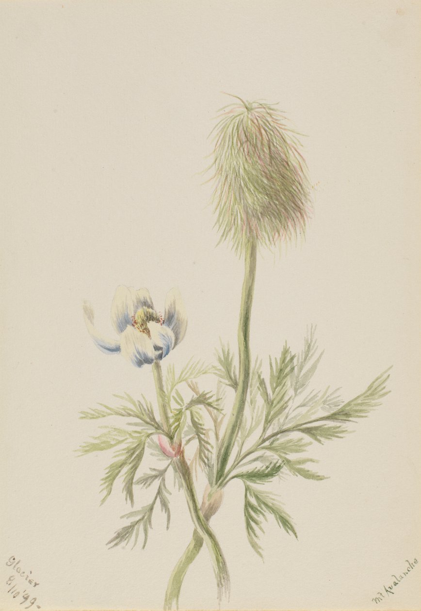 Pulsatilla occidentalis von Mary Vaux Walcott