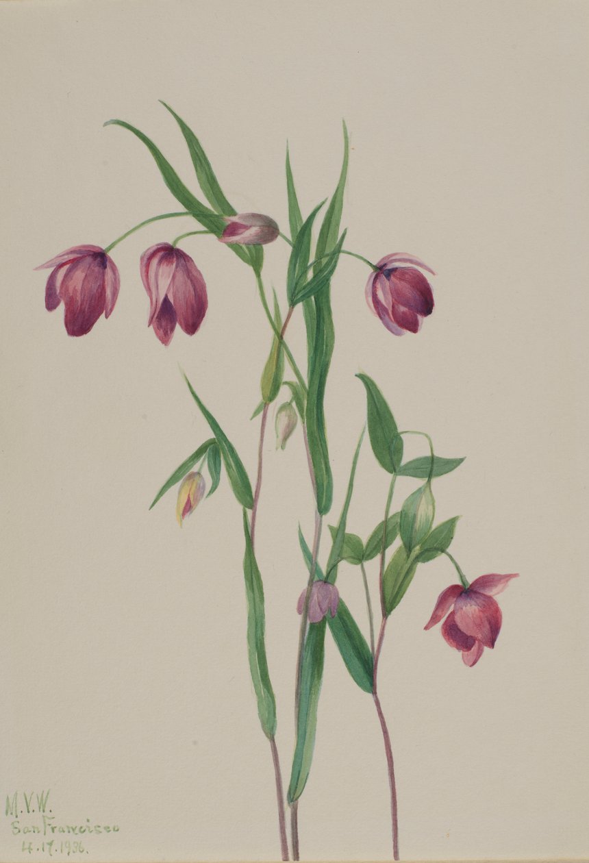 Lila Feenlaterne (Calochortus anoenum) von Mary Vaux Walcott