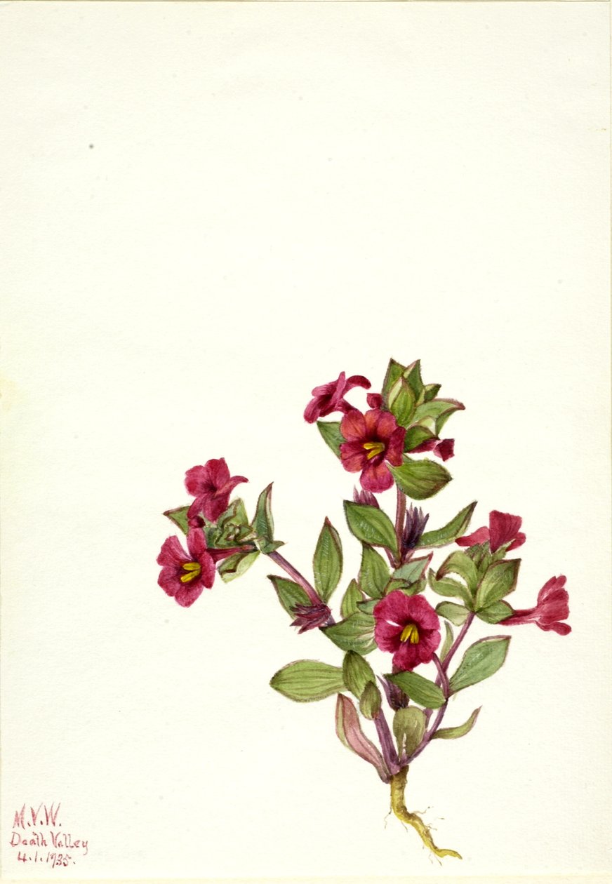 Purpur-Affenblume (Mimulus bigelovii) von Mary Vaux Walcott