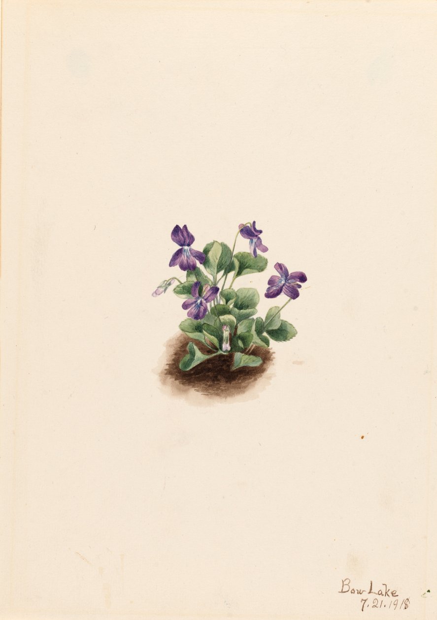 Lila Bergveilchen (Viola adunca) von Mary Vaux Walcott