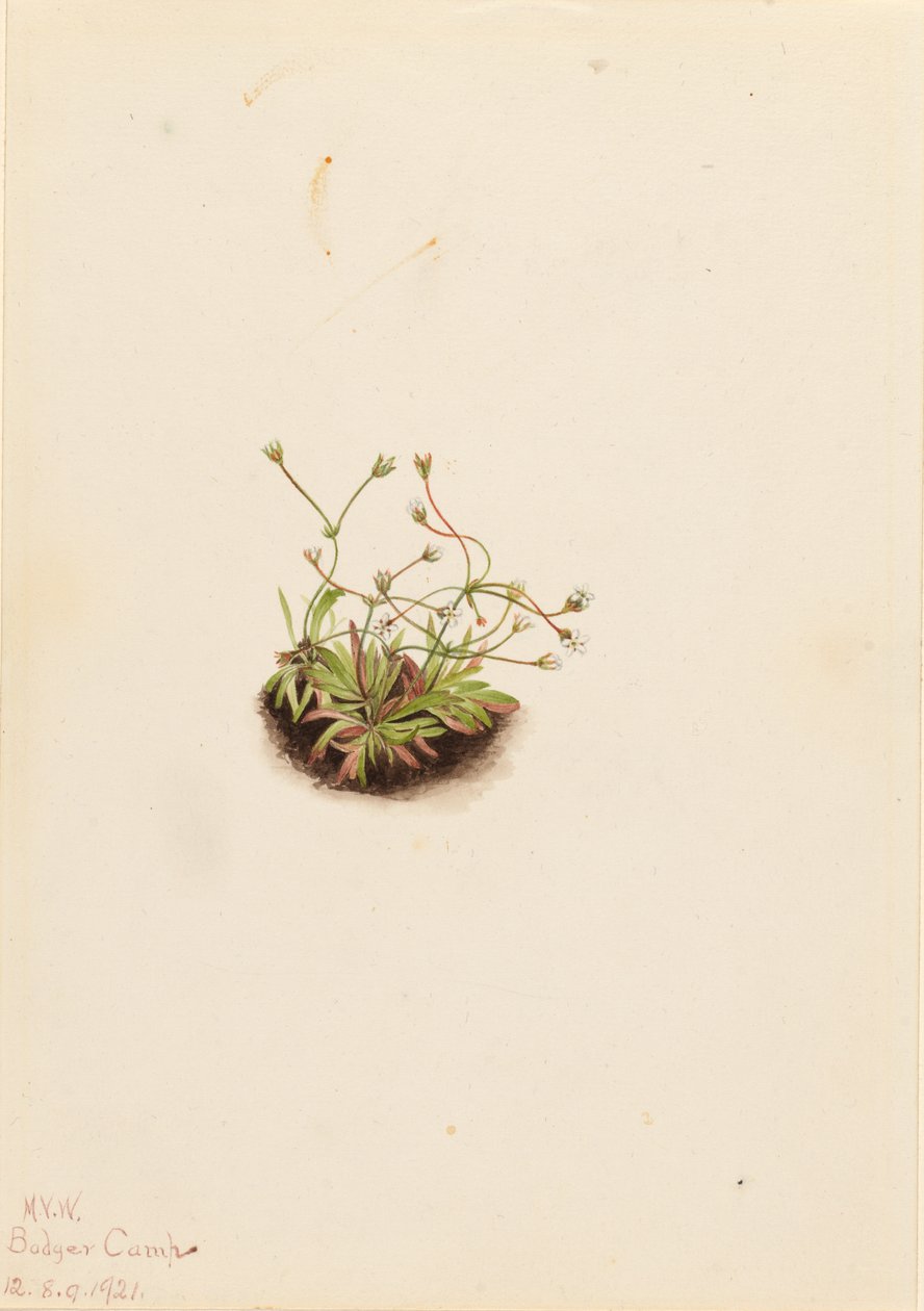 Zwerg-Androsace (Androsace subumbellata) von Mary Vaux Walcott