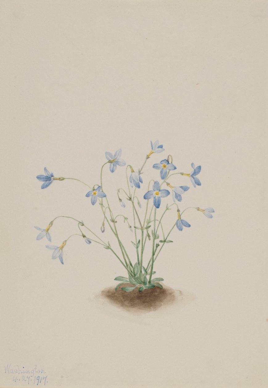 Quakerladies (Houstonia caerulea) von Mary Vaux Walcott