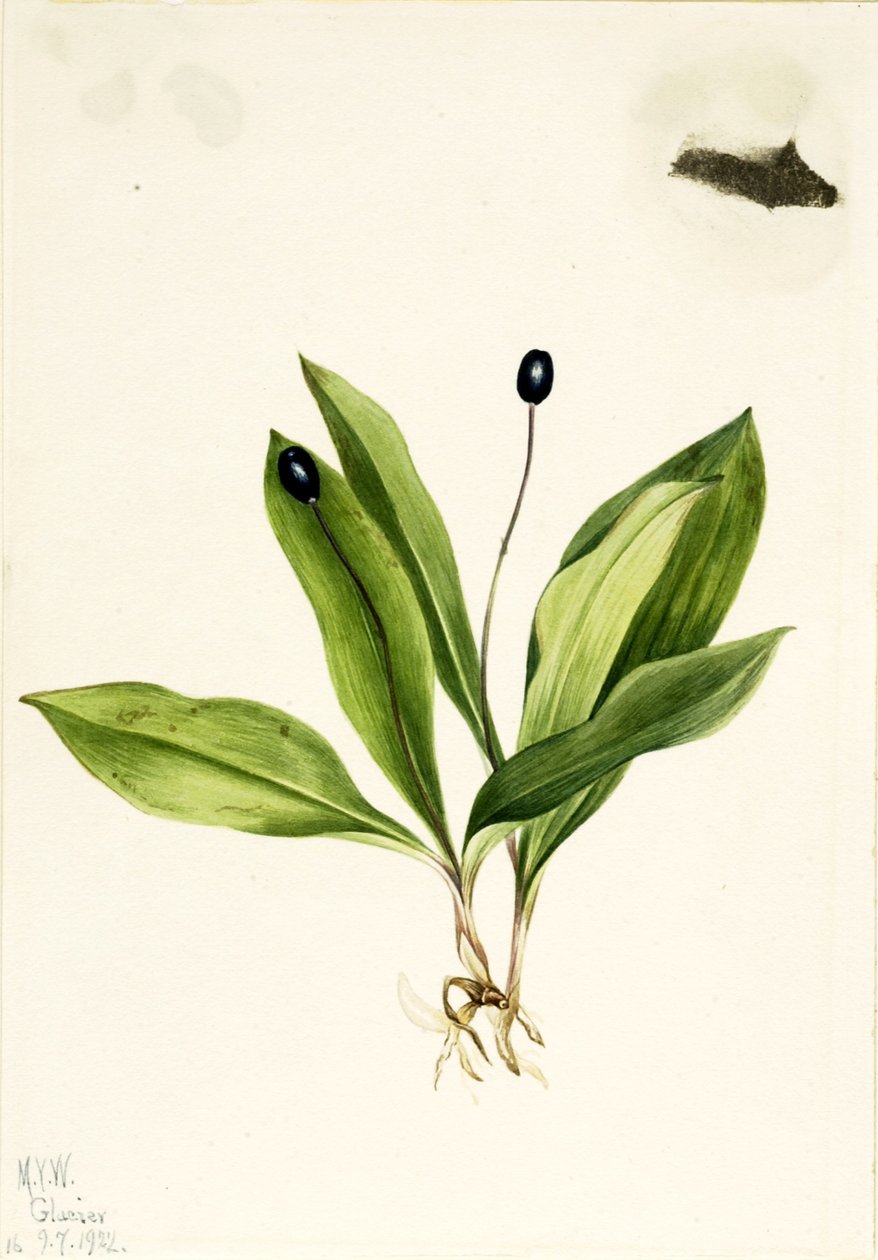 Königskelch (Clintonia uniflora) von Mary Vaux Walcott