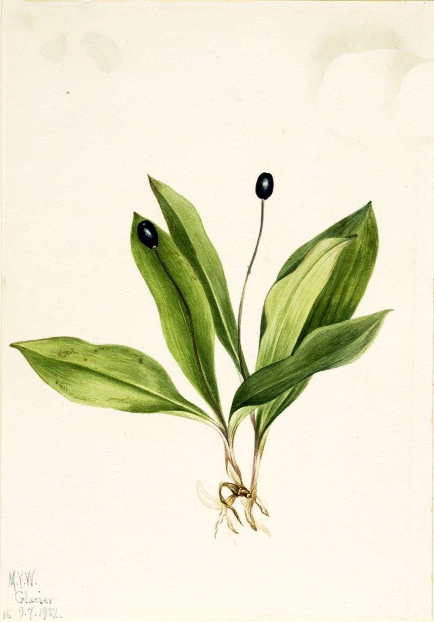 Queencup Clintonia uniflora, 1922 von Mary Vaux Walcott