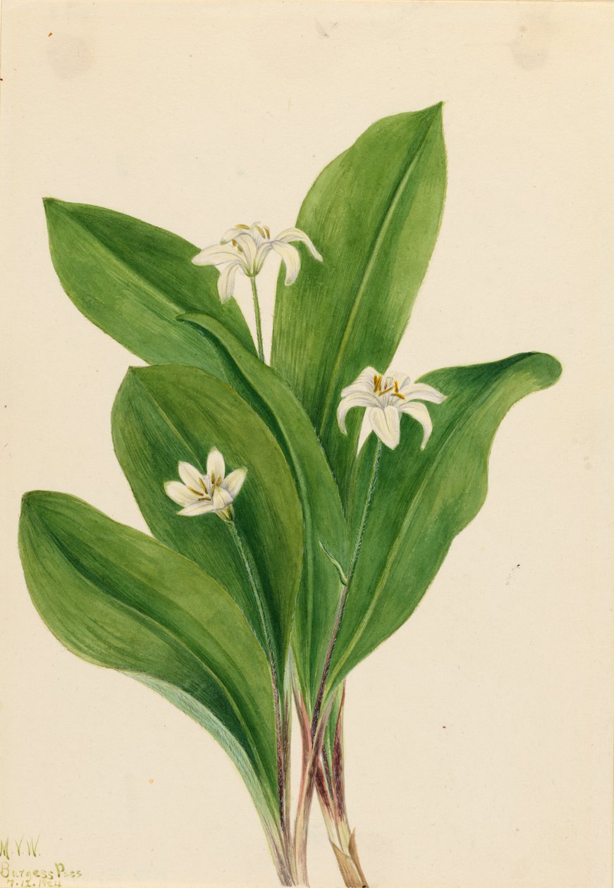 Queencup Clintonia uniflora, 1924 von Mary Vaux Walcott
