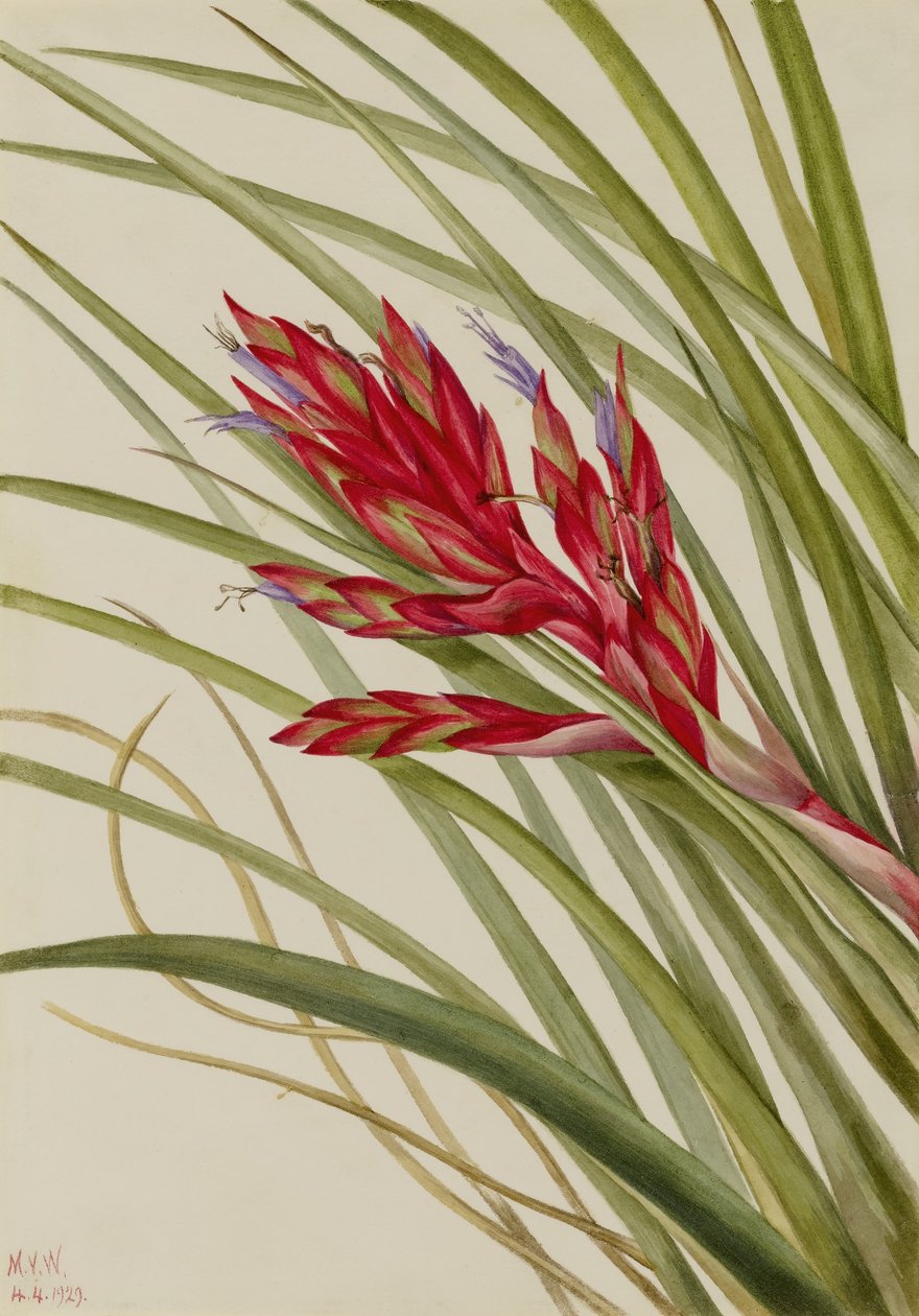 Quill-Leaf Tillandsia (Tillandsia fasciculata) von Mary Vaux Walcott