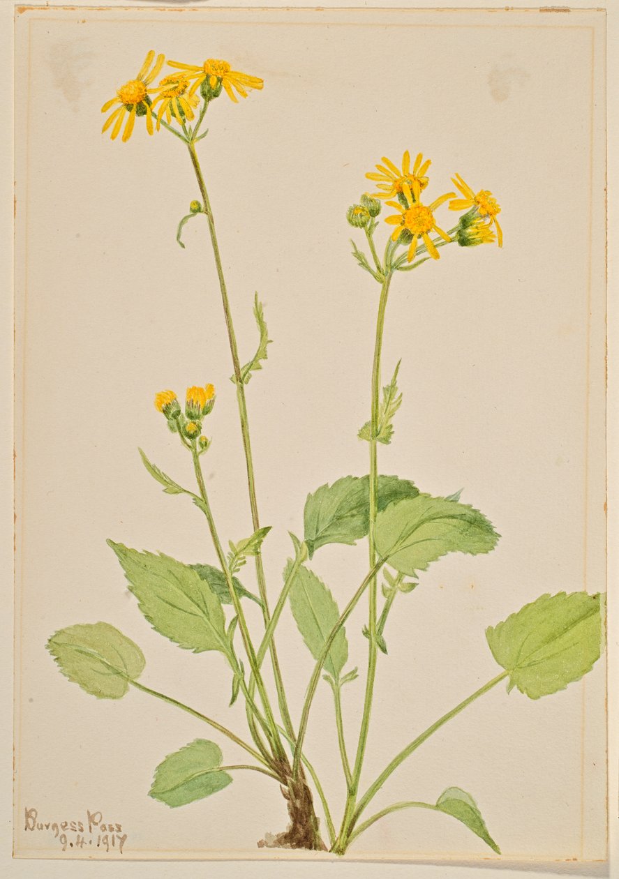 Greiskraut (Senecio burkei) von Mary Vaux Walcott
